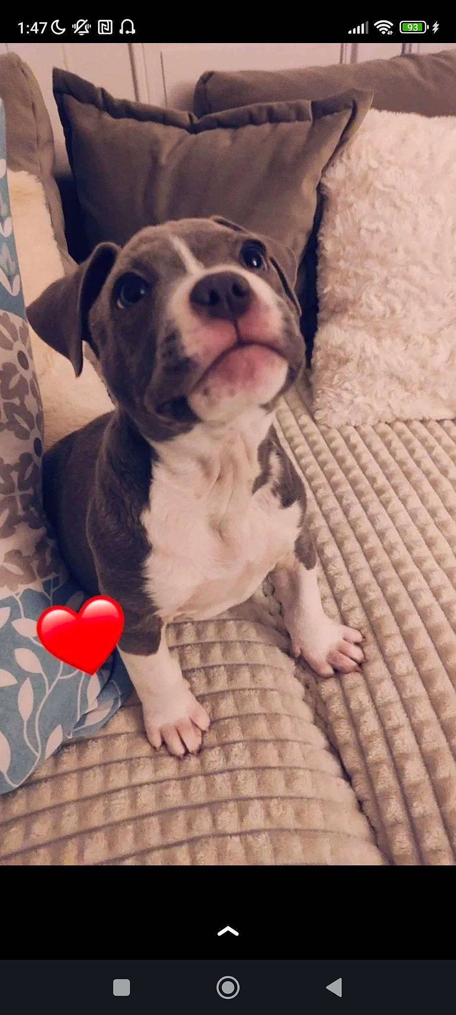 Hadès a rejoint le concours — aidez-le/la à gagner de superbes lots ! balloon, boston_terrier, carmine, carnivore, comfort, companion_dog, dog, dog_breed, dog_supply, fawn, flooring, fur, pattern, paw, pet_supply, snout, toy, toy_dog, whiskers, working_animal