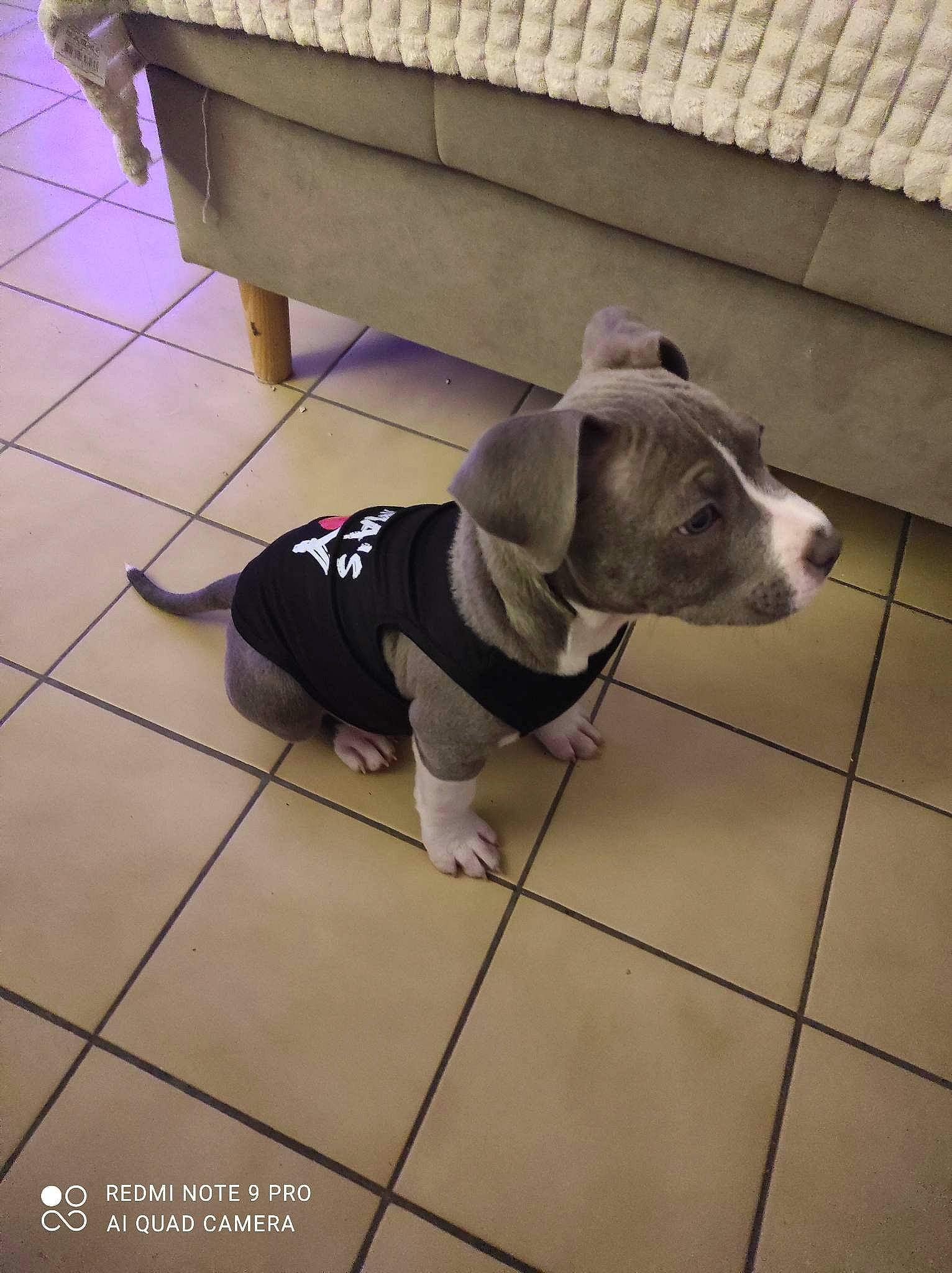 Hadès participe au concours pour gagner de l'argent avec cette photo : canidae, carnivore, collar, companion_dog, dog, dog_breed, dog_collar, dog_supply, floor, flooring, hardwood, leash, non_sporting_group, pet_supply, sporting_group, tail, terrestrial_animal, tile, tile_flooring, working_animal