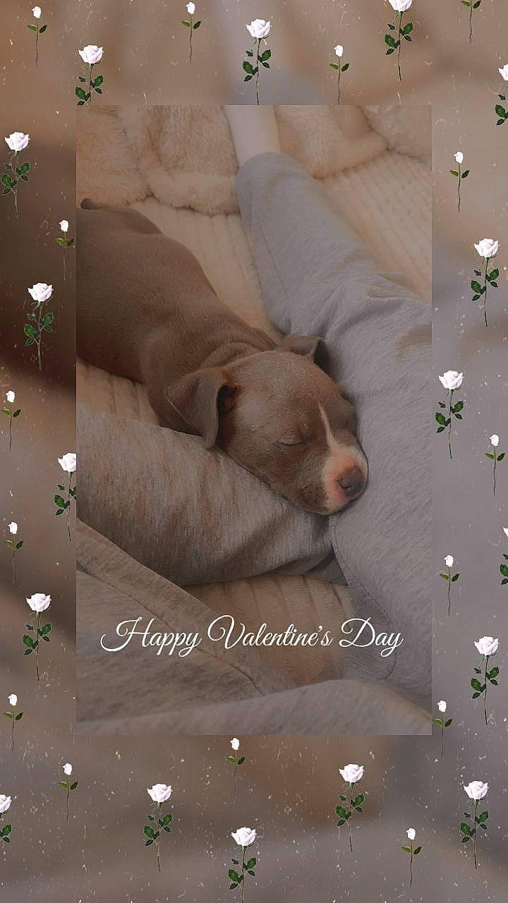 Hadès participe au concours pour gagner de l'argent avec cette photo : art, bedding, carnivore, comfort, companion_dog, dog, dog_breed, fawn, flooring, font, fur, handwriting, happy, linens, liver, photo_caption, rectangle, room, wood, working_animal