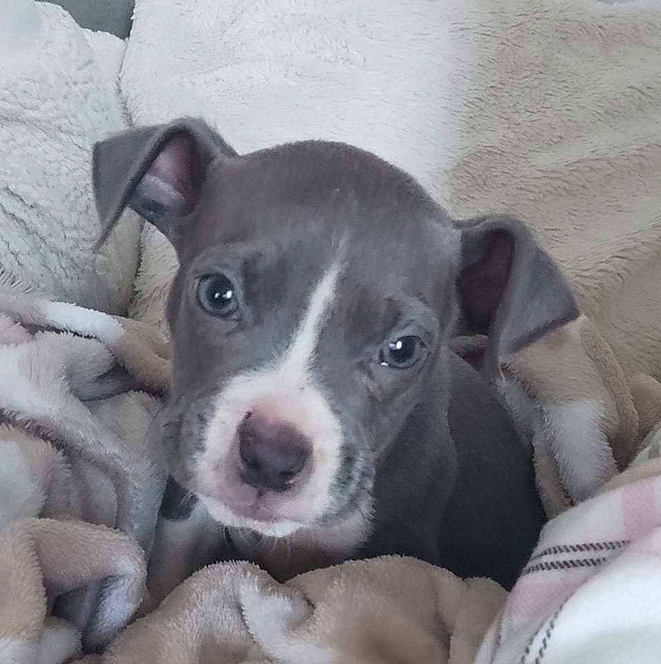 Hadès participe au concours pour gagner de l'argent avec cette photo : canidae, carnivore, comfort, companion_dog, dog, dog_breed, eye, fawn, non_sporting_group, puppy, sporting_group, terrestrial_animal, whiskers, working_animal