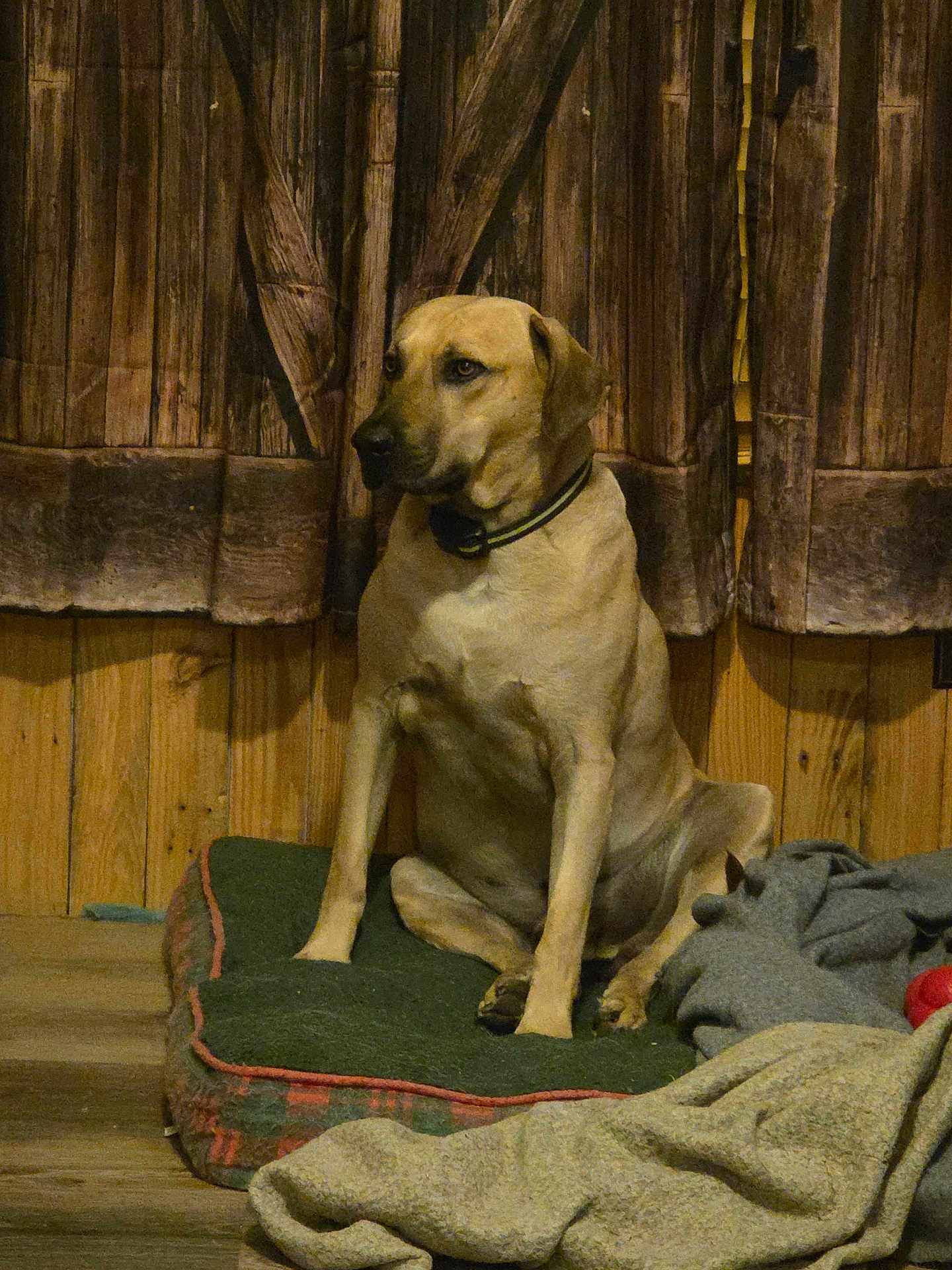 Buck joined the competition — help win amazing prizes! dog, pet, indoor, wooden_wall, dog_bed, blanket, ball, tan_dog, collar, floor, resting, seated, looking_away, cozy, animal, furniture, home, quiet, calm, domestic