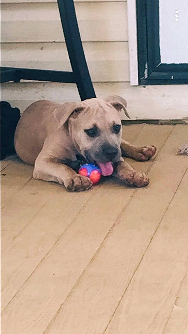 Odin is registered to the contest to win money with this photo: black_mouth_cur, boerboel, canidae, carnivore, companion_dog, dog, dog_breed, fawn, mammal, non_sporting_group, snout, sporting_group, vertebrate