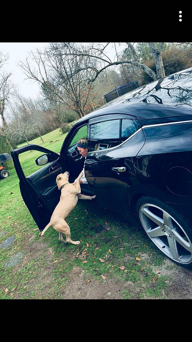 Odin joined the competition — help win amazing prizes! automotive_exterior, canidae, car, carnivore, family_car, fender, hardtop, photography, tints_and_shades, vehicle, vehicle_door
