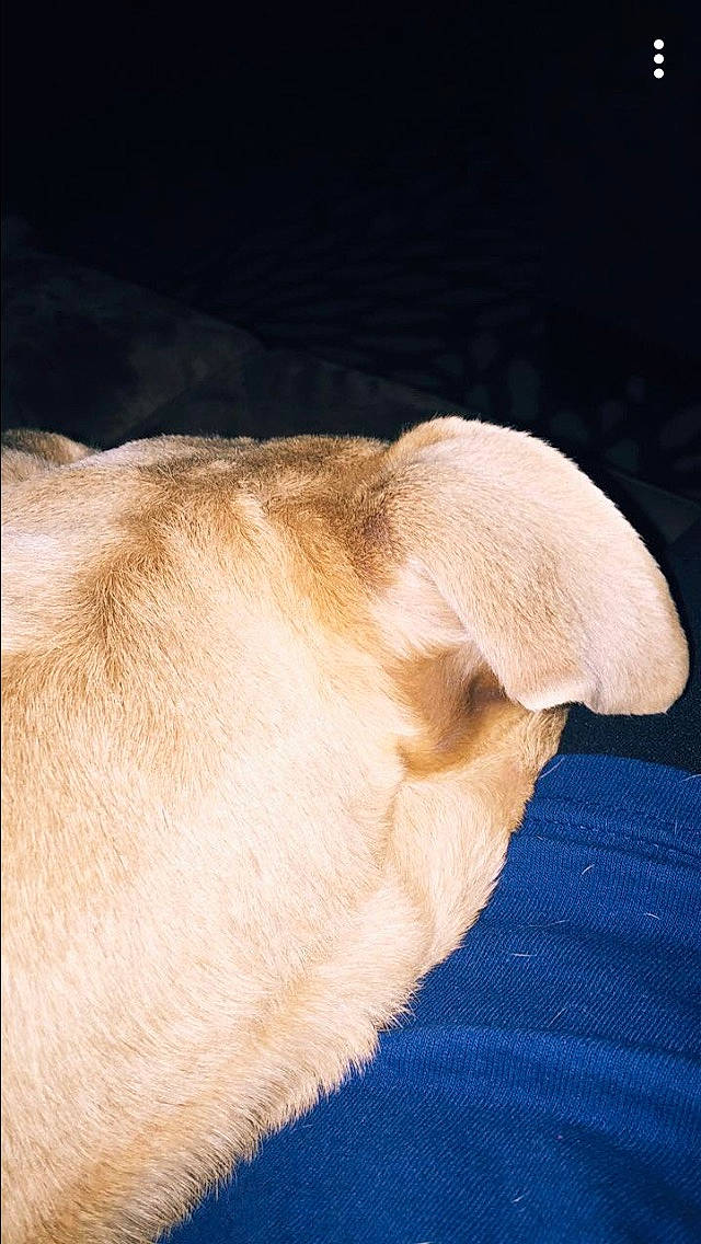 Odin is registered to the contest to win money with this photo: canidae, carnivore, dog, dog_breed, ear, fawn, fur, golden_retriever, labrador_retriever, nose, puppy, retriever, snout, sporting_group, tail