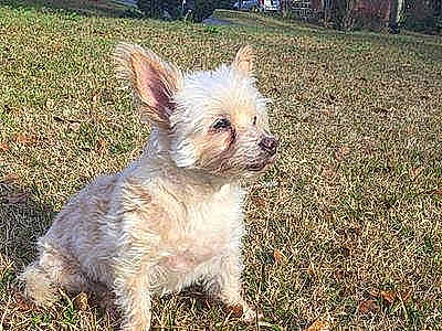 Milo is registered to the contest to win money with this photo: australian_silky_terrier, australian_terrier, cairn_terrier, canidae, carnivore, companion_dog, dog, dog_breed, glen_of_imaal_terrier, mammal, norfolk_terrier, norwich_terrier, rare_breed_dog, small_terrier, sporting_group, sporting_lucas_terrier, terrier, vertebrate, west_highland_white_terrier, yorkshire_terrier