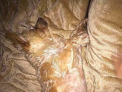 Milo joined the competition — help win amazing prizes! canidae, carnivore, dog_breed, fawn, fur, non_sporting_group