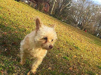 Milo joined the competition — help win amazing prizes! cairn_terrier, canidae, carnivore, companion_dog, dandie_dinmont_terrier, dog, dog_breed, glen_of_imaal_terrier, grass, mammal, morkie, norfolk_terrier, norwich_terrier, puppy, rare_breed_dog, small_terrier, sporting_group, terrier, vertebrate, west_highland_white_terrier