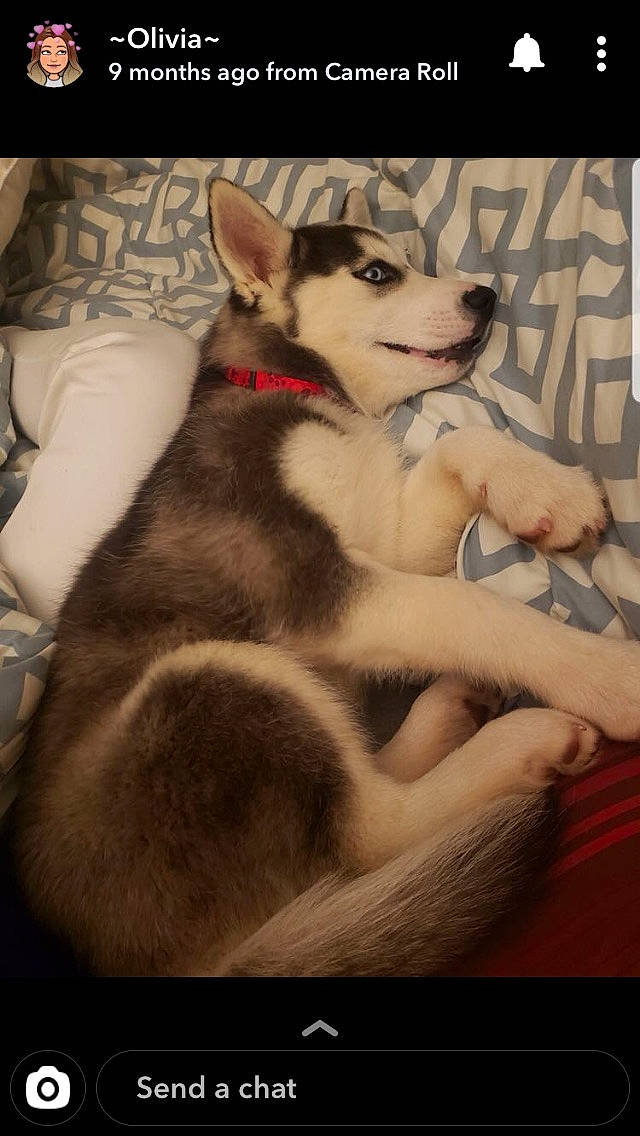 Juno joined the competition — help win amazing prizes! alaskan_klee_kai, alaskan_malamute, canadian_eskimo_dog, canidae, carnivore, dog, dog_breed, east_siberian_laika, labrador_husky, mammal, miniature_siberian_husky, northern_inuit_dog, puppy, rare_breed_dog, sakhalin_husky, siberian_husky, sled_dog, tamaskan_dog, vertebrate, wolfdog