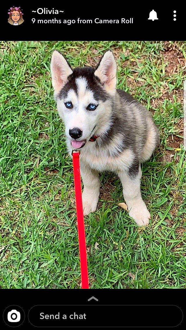 Juno joined the competition — help win amazing prizes! alaskan_klee_kai, alaskan_malamute, canadian_eskimo_dog, canidae, carnivore, czechoslovakian_wolfdog, dog, dog_breed, mammal, miniature_siberian_husky, native_american_indian_dog, northern_inuit_dog, saarloos_wolfdog, sakhalin_husky, seppala_siberian_sleddog, siberian_husky, sled_dog, tamaskan_dog, vertebrate, wolfdog