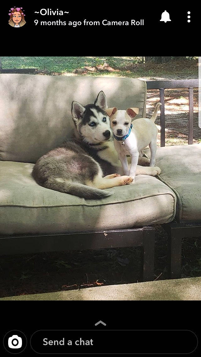 Juno joined the competition — help win amazing prizes! canidae, carnivore, chihuahua, companion_dog, couch, dog, dog_breed, furniture, mammal, non_sporting_group, photo_caption, puppy_love, siberian_husky, street_dog