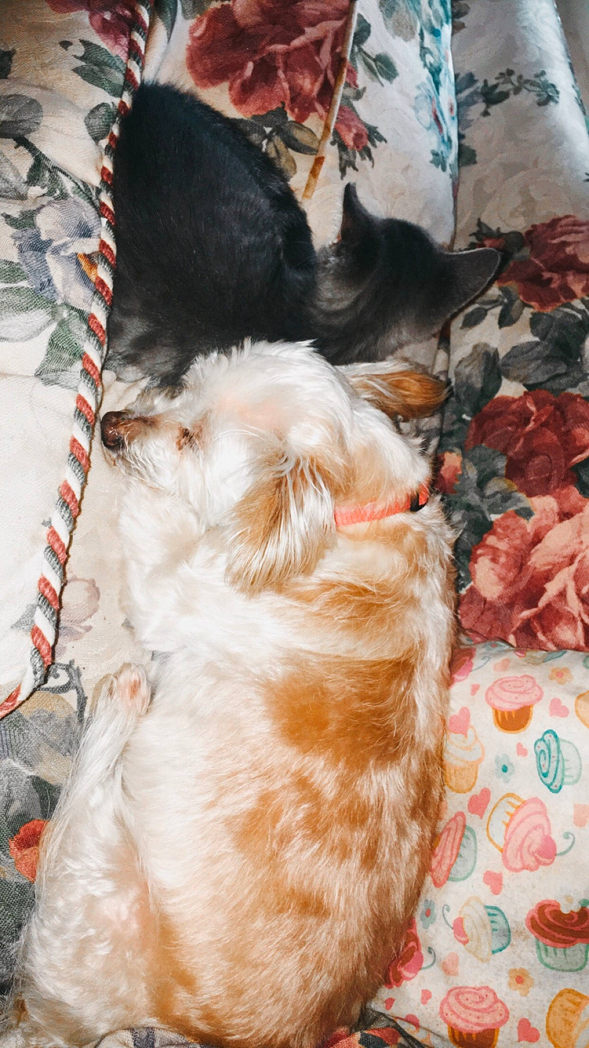 Milo is registered to the contest to win money with this photo: canidae, dog, dog_breed, fur, linens, liver, peach, sporting_group, working_animal, working_dog