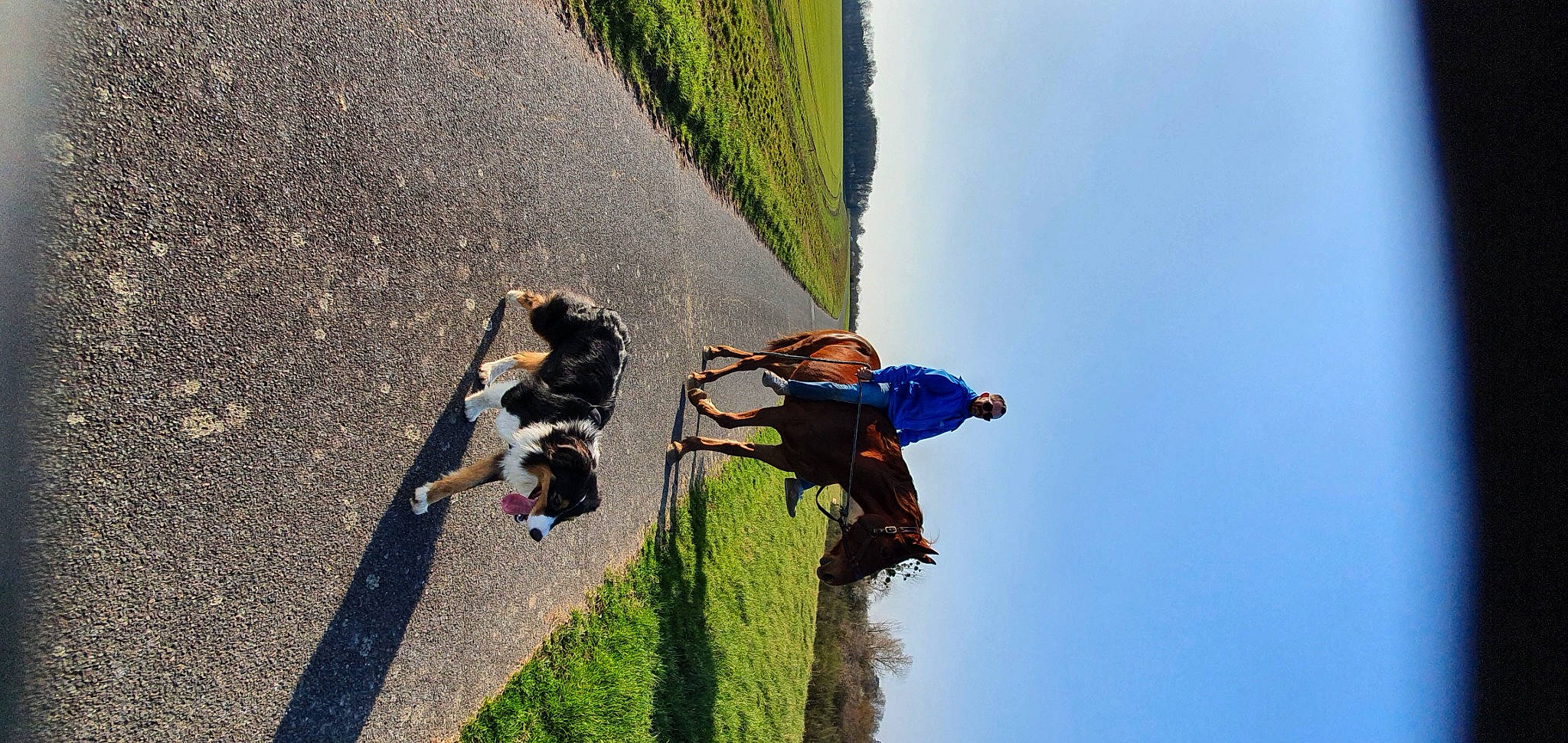 Azylis participe au concours pour gagner de l'argent avec cette photo : adventure, air_sports, asphalt, carnivore, dog, extreme_sport, fun, grass, landscape, leisure, people_in_nature, plant, recreation, sky, slope, sport_climbing, sporting_group, travel, tree, walking