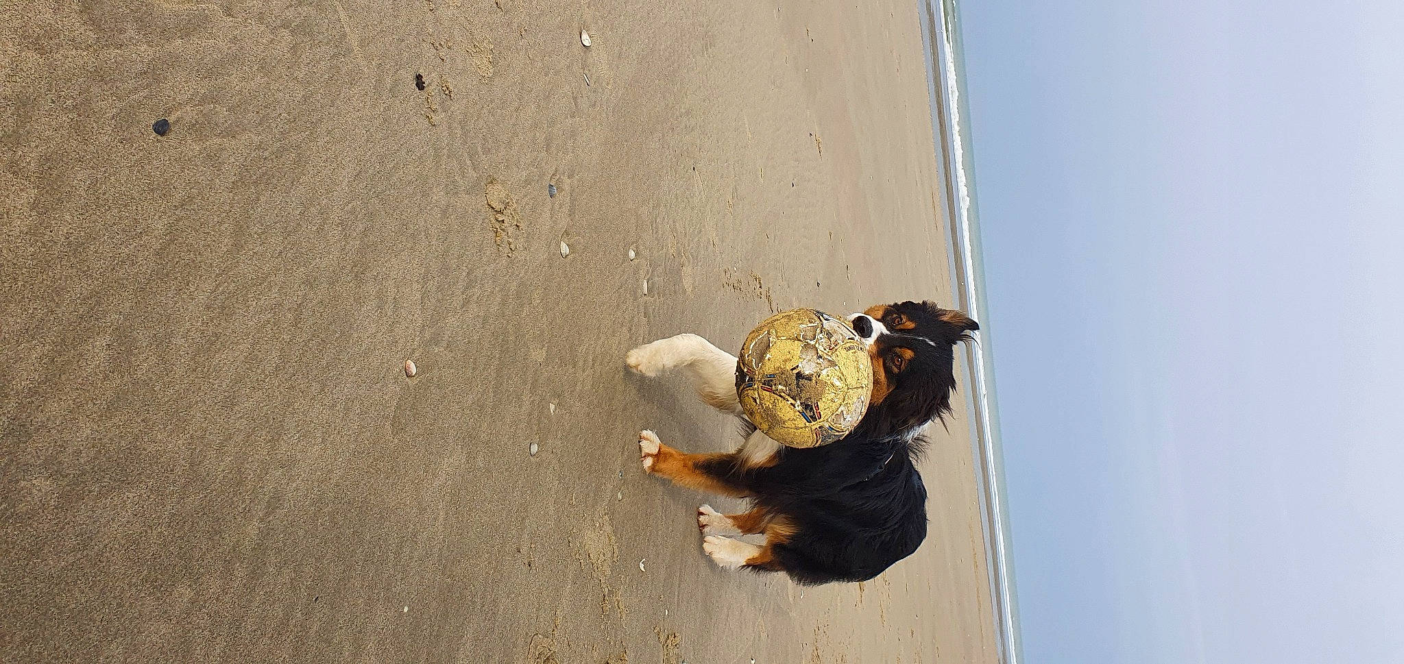 Azylis a rejoint le concours — aidez-le/la à gagner de superbes lots ! asphalt, beach, beak, concrete, duck, hat, landscape, recreation, rope, sand, seabird, shadow, sky, soil, tail, water, wildlife, wing, wood