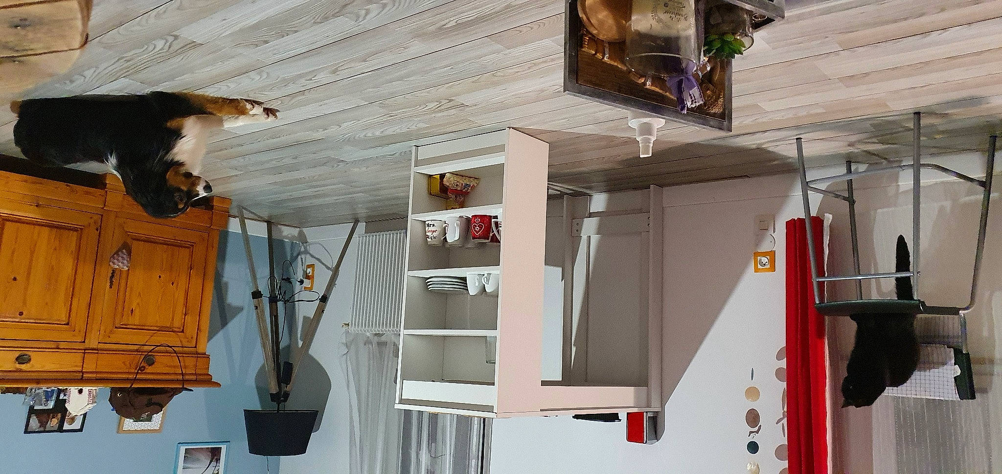 Azylis a rejoint le concours — aidez-le/la à gagner de superbes lots ! building, cabinetry, ceiling, facade, felidae, flooring, handrail, hardwood, house, lighting, machine, metal, picture_frame, plaster, room, shelf, shelving, wall, wood, wood_stain