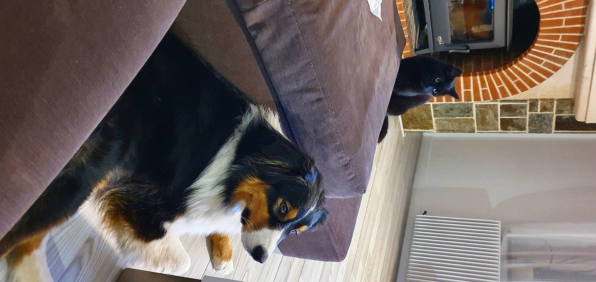 Ola a rejoint le concours — aidez-le/la à gagner de superbes lots ! bernese_mountain_dog, canidae, carnivore, companion_dog, dog, dog_breed, flooring, foot, fur, hardwood, herding_dog, pet_supply, snout, sporting_group, tail, terrestrial_animal, whiskers, wood, working_animal, working_dog