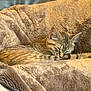 Bagel is registered to the contest to win money with this photo: cat, tabby_cat, sleeping, blanket, furniture, cozy, fur, resting, indoor, pet, cute, animal, relaxation, soft_texture, couch, warm, comfort, nap, domestic_cat, feline