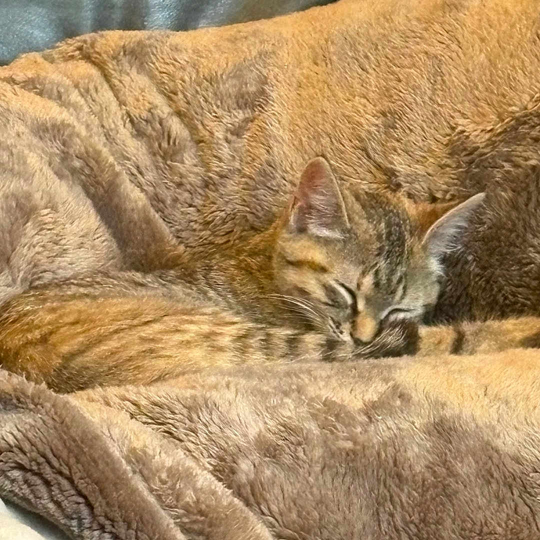 Bagel is registered to the contest to win money with this photo: animal, blanket, cat, comfort, couch, cozy, cute, domestic_cat, feline, fur, furniture, indoor, nap, pet, relaxation, resting, sleeping, soft_texture, tabby_cat, warm