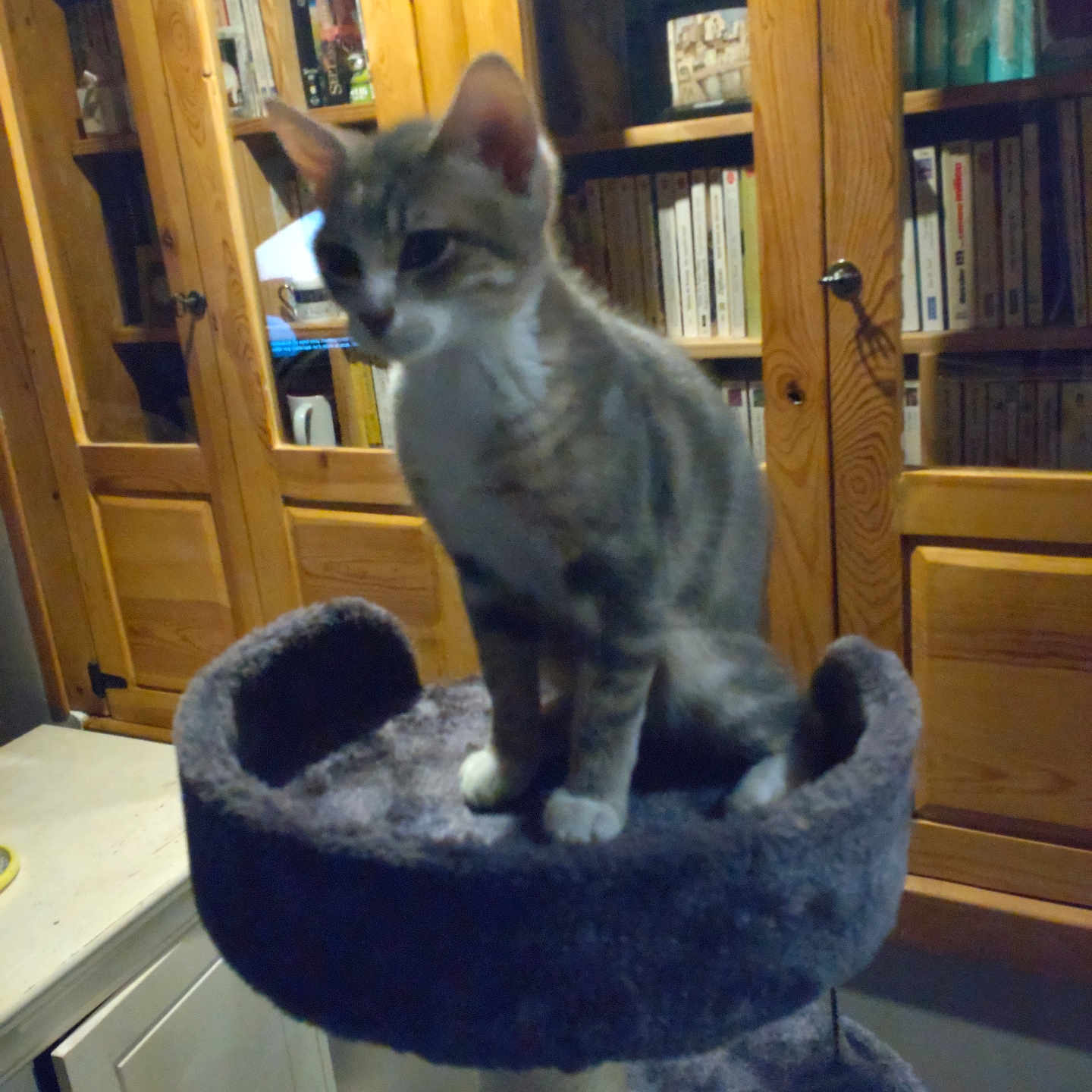 Aldo participe au concours pour gagner de l'argent avec cette photo : animal, books, bookshelf, cabinet, cat, cat_tree, cozy, ears, floor, fur, furniture, gray, home, indoor, pet, sitting, tabby_cat, tail, whiskers, wooden_cabinet