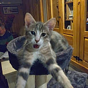 Aldo a rejoint le concours — aidez-le/la à gagner de superbes lots ! animal, blurred, cat, cat_tree, cozy, domestic, feline, furniture, home, household, indoor, livingspace, meowing, paws, person, pet, reaching, sitting, tabby, wooden_cabinet