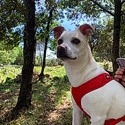 Tobias a rejoint le concours — aidez-le/la à gagner de superbes lots ! animal, canine, face, grass, grove, head, jungle, land, nature, outdoors, park, person, photography, plant, portrait, rainforest, soil, tree, vegetation, woodland