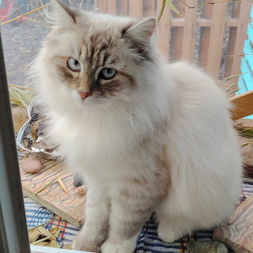 Vahina participe au concours pour gagner de l'argent avec cette photo : animal, blue_eyes, cat, curious, cute, daylight, domestic, feline, fluffy, fur, grass, leaves, nature, outdoor, pet, portrait, rocks, sitting, window, wood