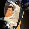 Whiskey joined the competition — help win amazing prizes! bottle, cat, closeup, clutter, domestic_animal, food_package, fur, indoor, light_and_shadow, orange_tone, pet, relaxed, resting, shadow, sleeping, snack_bag, sunlight, table, whiskers, wooden_table