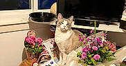 Whiskey joined the competition — help win amazing prizes! cat, cluttered_table, curtains, decor, domestic_cat, feline, flowers, household_items, indoor, papers, pink_flowers, plant_pot, pot_plants, purple_flowers, room_interior, table, television, vase, window, wooden_surface