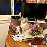 cat, cluttered_table, curtains, decor, domestic_cat, feline, flowers, household_items, indoor, papers, pink_flowers, plant_pot, pot_plants, purple_flowers, room_interior, table, television, vase, window, wooden_surface