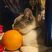 Whiskey is registered to the contest to win money with this photo: animal, cat, colorful, cozy, curtains, cute, domestic, fruit, fur, indoors, orange, pet, relaxed, resting, side_view, sleeping, soft_light, table, whiskers, window