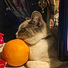 animal, cat, colorful, cozy, curtains, cute, domestic, fruit, fur, indoors, orange, pet, relaxed, resting, side_view, sleeping, soft_light, table, whiskers, window