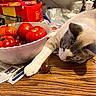 Whiskey is registered to the contest to win money with this photo: bowl, cat, closeup, clutter, counter, curious, domestic_animal, feline, food, fruit, household, indoor, kitchen, paw, pet, resting, table, tomatoes, vegetables, wooden_table