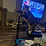 Dipper is registered to the contest to win money with this photo: cat, tabby_cat, pet, animal, indoors, living_room, television, cat_tree, cat_toys, walker, wheels, floor, furniture, sitting, standing, paw, whiskers, striped_fur, blue, funny