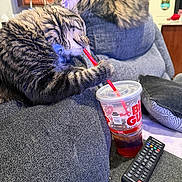 Dipper joined the competition — help win amazing prizes! cat, cats, tabby, fluffy, long_hair, pet, animal, sitting, couch, living_room, kitchen, drink, cup, straw, remote_control, movie_night, indoors, furniture, funny, portrait