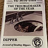 Dipper joined the competition — help win amazing prizes! cat, kitten, animal, pet, sink, bathroom, faucet, countertop, newspaper, poster, printed_text, troublemaker, slippers, funny, portrait, tabby, furry, eyes, indoor, photograph