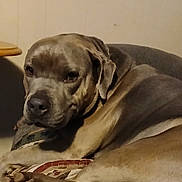 Cricket is registered to the contest to win money with this photo: animal, brown, canine, companion, couch, cozy, dog, domestic, furniture, home, indoor, large_dog, living_room, mammal, patterned_cushion, pet, quiet, relaxed, resting, wooden_table