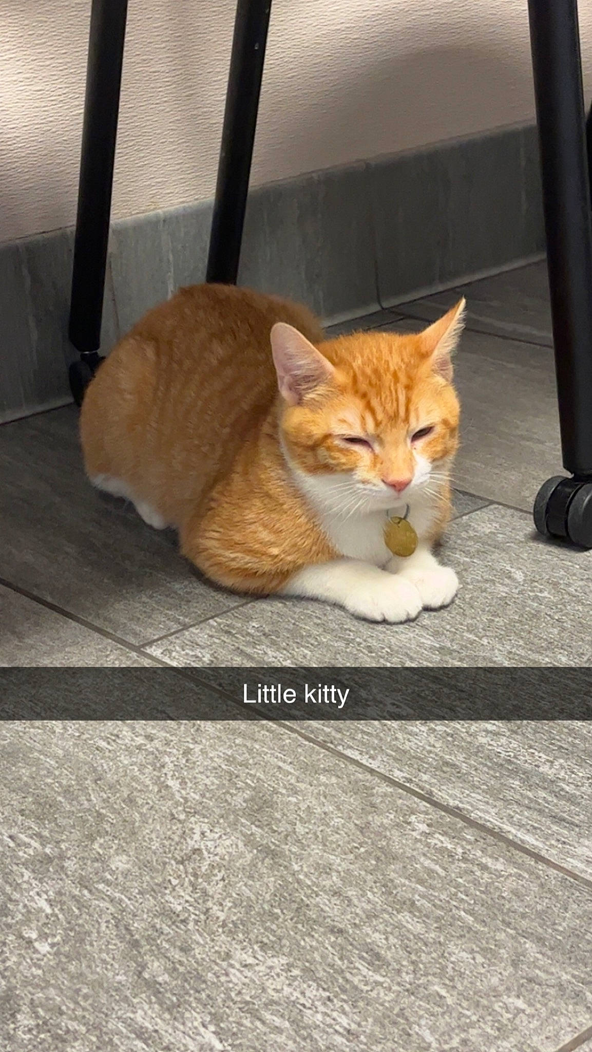 Jizmo joined the competition — help win amazing prizes! brown, carnivore, cat, claw, domestic_short_haired_cat, fawn, felidae, flooring, fur, paw, road_surface, sitting, small_to_medium_sized_cats, snout, tail, terrestrial_animal, tree, whiskers, wildlife, wood