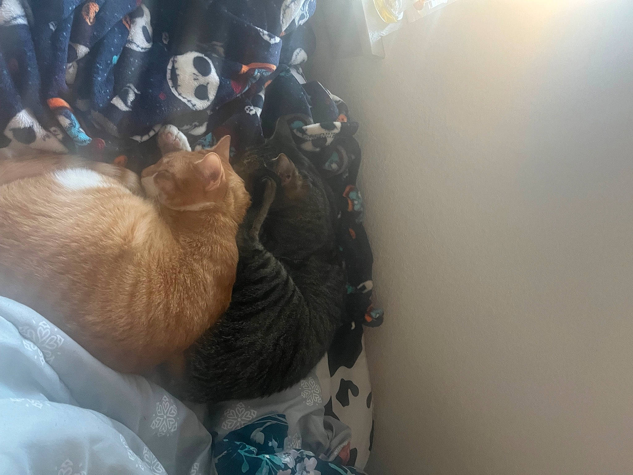 Jizmo joined the competition — help win amazing prizes! auto_part, automotive_exterior, automotive_lighting, automotive_tire, automotive_wheel_system, automotive_window_part, bumper, canidae, carnivore, cat, felidae, fur, headlamp, linens, motor_vehicle, personal_protective_equipment, recreation, small_to_medium_sized_cats, vehicle_door, whiskers