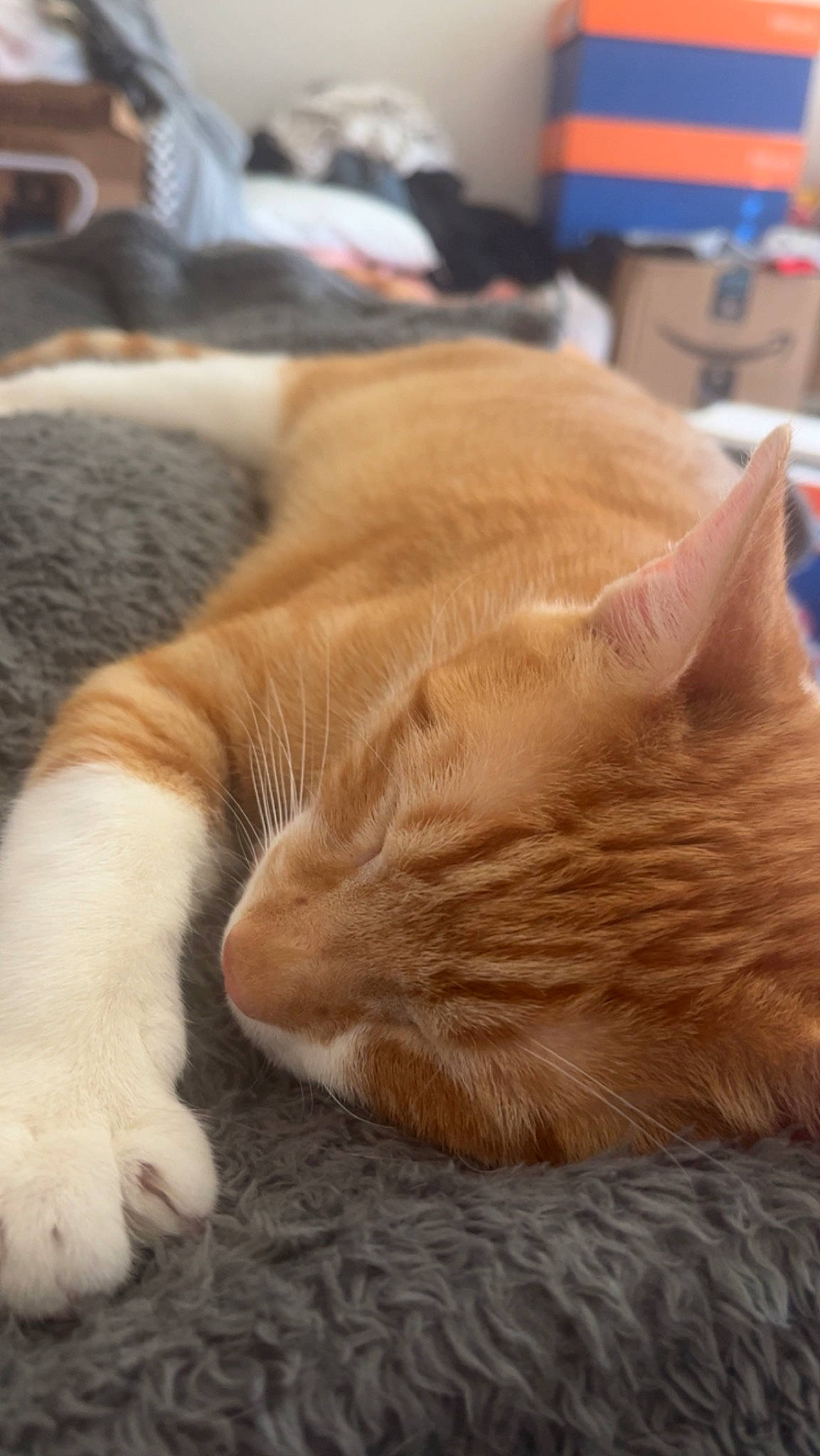 Jizmo joined the competition — help win amazing prizes! carnivore, cat, claw, comfort, fawn, felidae, flooring, fur, hardwood, nap, sleep, small_to_medium_sized_cats, snout, tail, terrestrial_animal, whiskers, wood