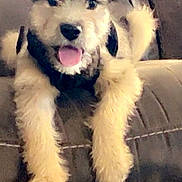Dalilah is registered to the contest to win money with this photo: animal, canine, couch, cute, dog, domestic_animal, fluffy, friendly, fur, happy, indoor, living_room, mammal, pet, playful, puppy, relaxed, resting, tongue_out, young