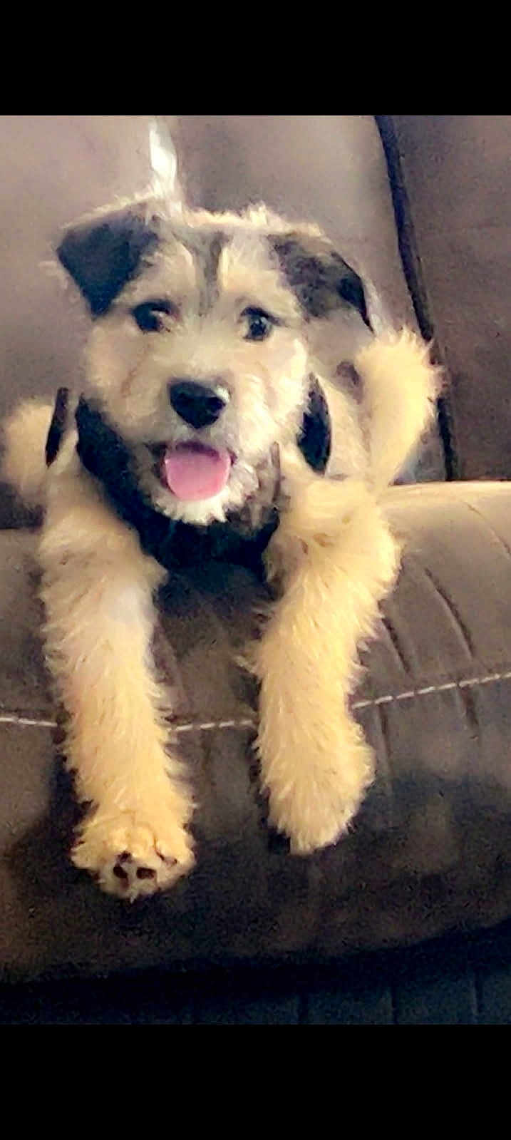 Dalilah is registered to the contest to win money with this photo: animal, canine, couch, cute, dog, domestic_animal, fluffy, friendly, fur, happy, indoor, living_room, mammal, pet, playful, puppy, relaxed, resting, tongue_out, young