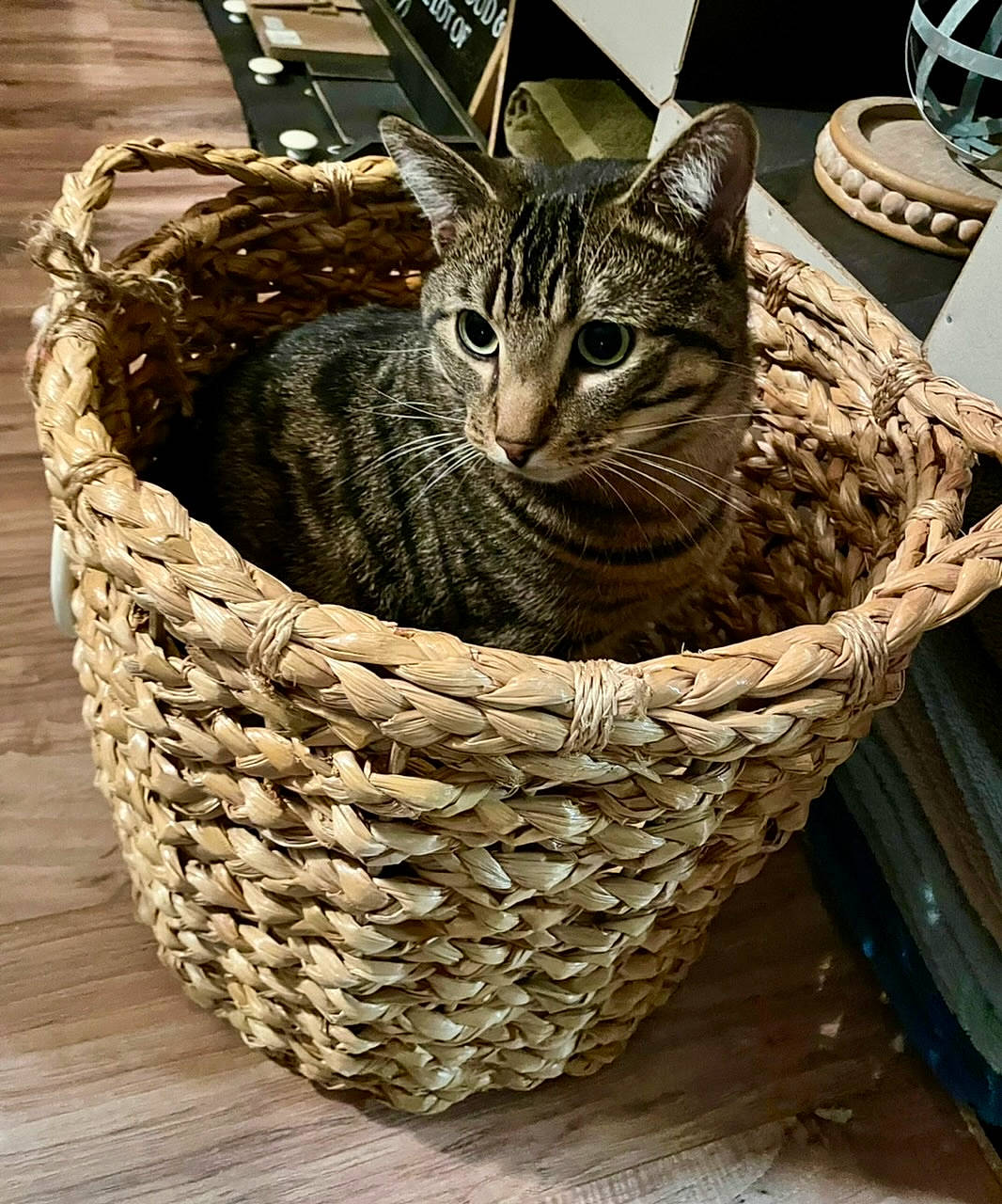 Kevin joined the competition — help win amazing prizes! basket, carnivore, cat, cat_bed, cat_supply, domestic_short_haired_cat, fashion_accessory, felidae, fur, grass, home_accessories, pet_supply, rope, small_to_medium_sized_cats, storage_basket, terrestrial_animal, whiskers, wicker, wine_glass, wood