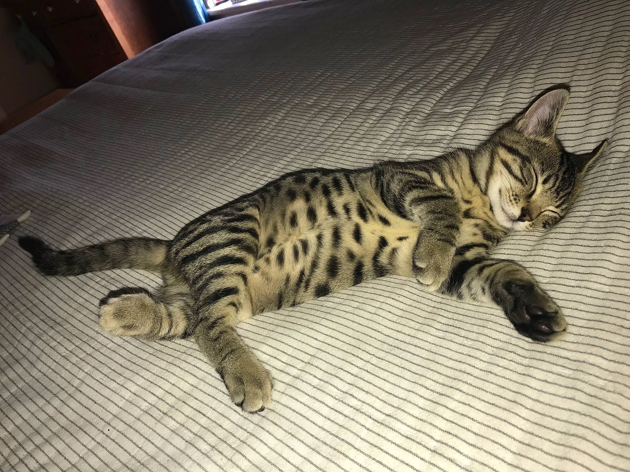 Kevin is registered to the contest to win money with this photo: carnivore, cat, chair, claw, domestic_short_haired_cat, felidae, flooring, fur, hardwood, paw, small_to_medium_sized_cats, tail, terrestrial_animal, whiskers, wood