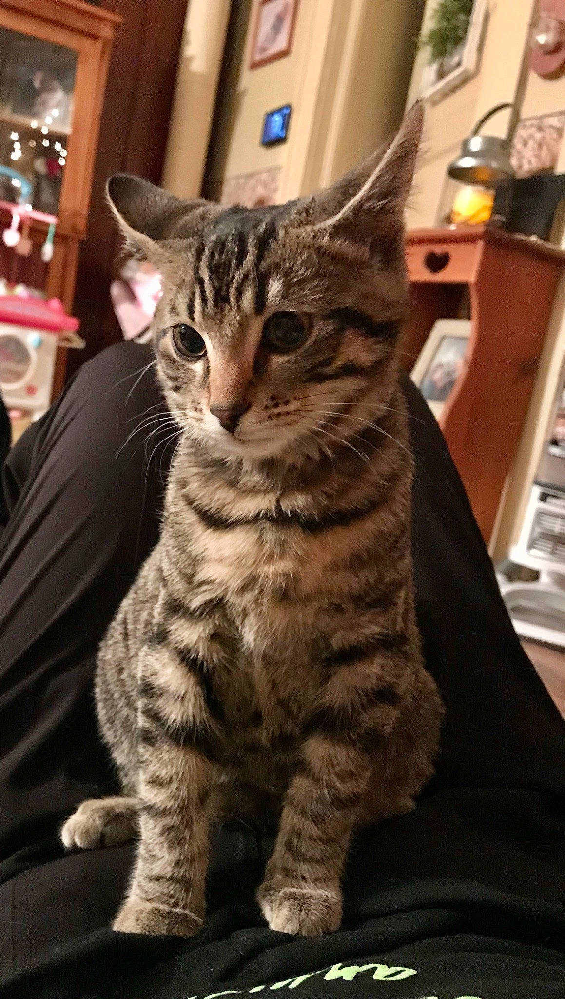 Kevin joined the competition — help win amazing prizes! carnivore, cat, claw, domestic_short_haired_cat, felidae, fur, paw, sitting, small_to_medium_sized_cats, snout, terrestrial_animal, whiskers