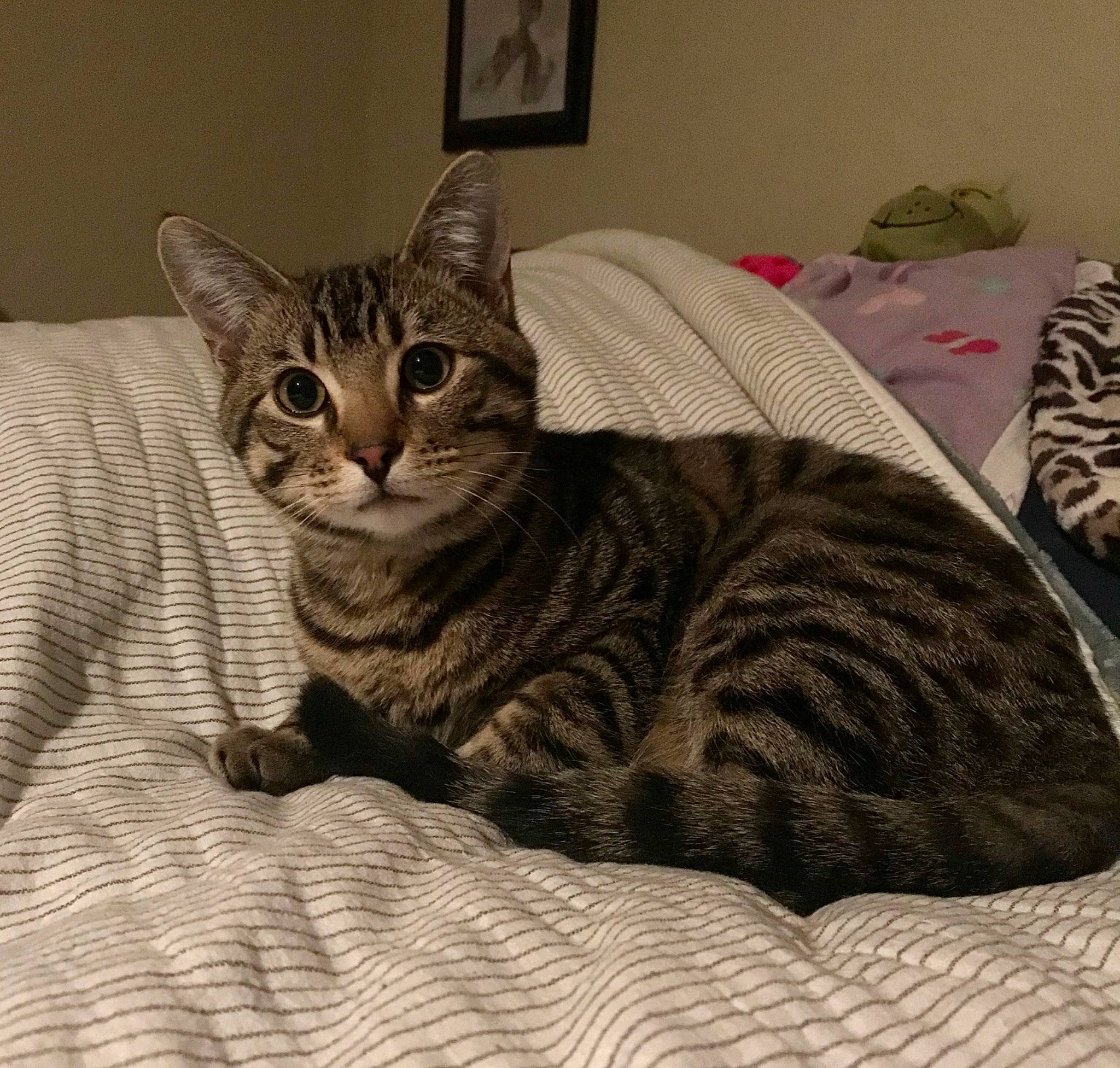 Kevin is registered to the contest to win money with this photo: carnivore, cat, cat_supply, comfort, domestic_short_haired_cat, felidae, fur, grey, linens, paw, picture_frame, room, sitting, small_to_medium_sized_cats, tail, terrestrial_animal, whiskers