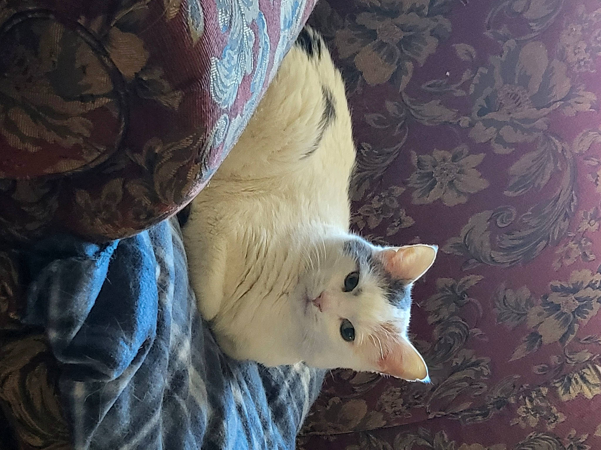 Kai joined the competition — help win amazing prizes! carnivore, cat, claw, comfort, darkness, domestic_short_haired_cat, ear, fawn, felidae, fur, linens, pattern, paw, small_to_medium_sized_cats, snout, tail, tree, whiskers, window, wood