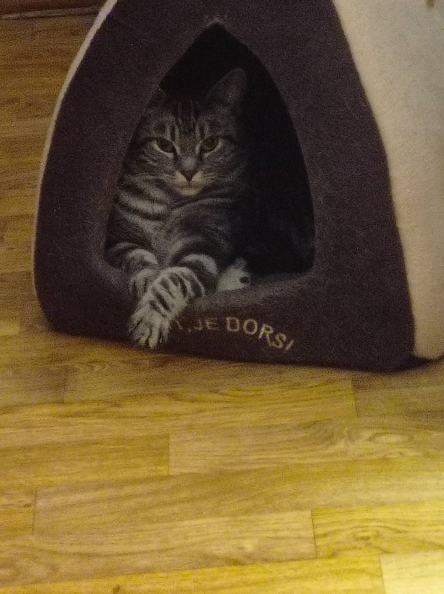 Rebelle participe au concours pour gagner de l'argent avec cette photo : automotive_tire, black_cat, carnivore, cat, comfort, domestic_short_haired_cat, felidae, floor, flooring, font, grey, hardwood, laminate_flooring, paw, small_to_medium_sized_cats, snout, tail, whiskers, wood, wood_stain