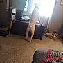 Tytin Clash Pierson is registered to the contest to win money with this photo: dog, indoor, carpet, window, curious, furniture, blanket, box, curtain, light, pet, home, room, wood, collar, standing, back_view, daylight, cozy, interior