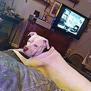 Tytin Clash Pierson joined the competition — help win amazing prizes! dog, white_dog, bed, blanket, tv, television, room, furniture, shelf, decor, vintage_tv_show, indoor, relaxed, pet, domestic_animal, couch, wooden_furniture, fan, picture_frame, household