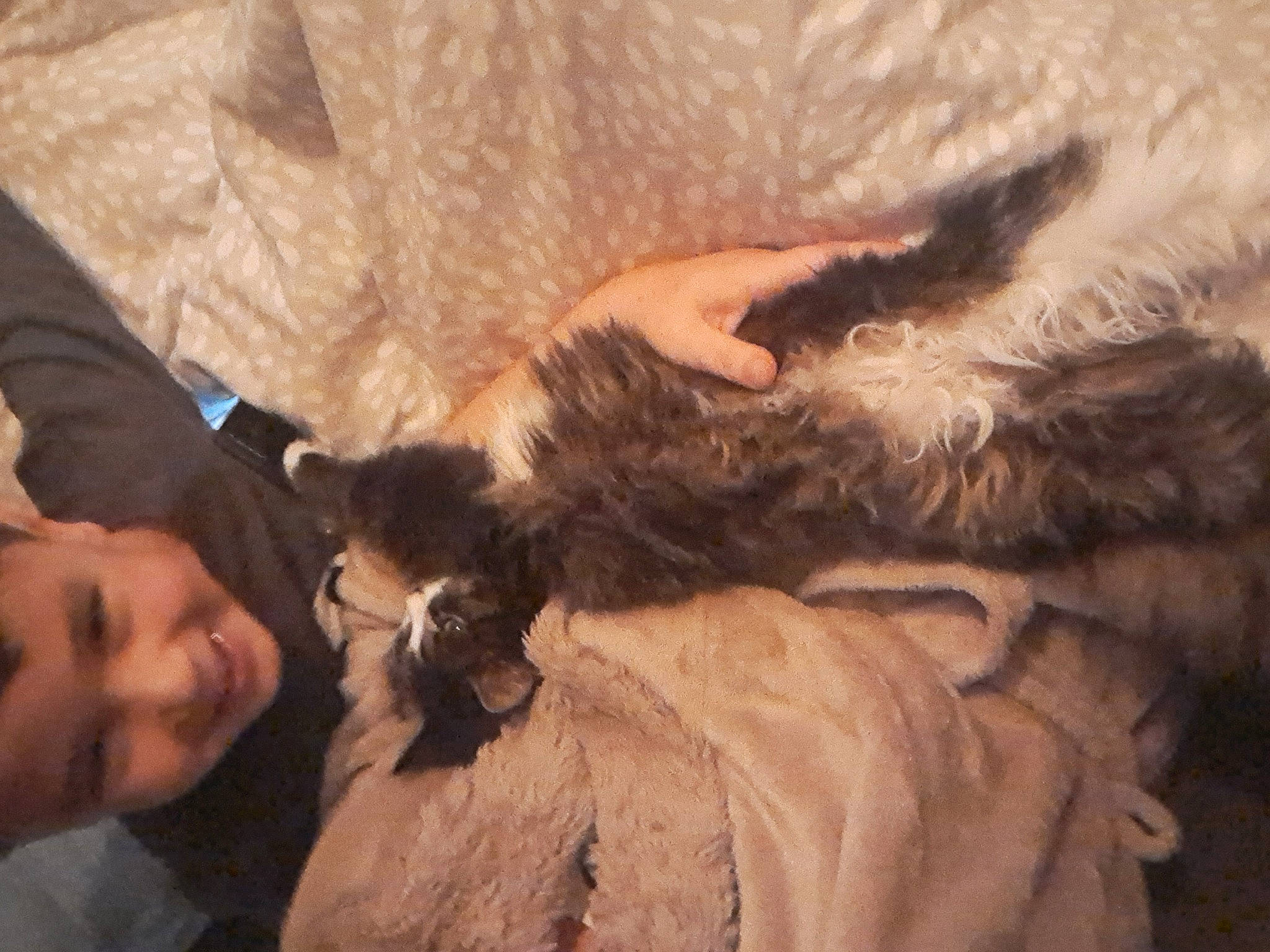 Cookies a rejoint le concours — aidez-le/la à gagner de superbes lots ! animal_product, beard, canidae, carnivore, comfort, companion_dog, dog, dog_breed, ear, fawn, felidae, fur, fur_clothing, gesture, happy, mammal, natural_material, small_to_medium_sized_cats, sporting_group, vertebrate