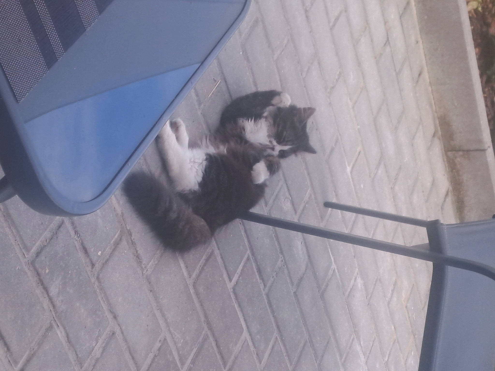 Cookies participe au concours pour gagner de l'argent avec cette photo : canidae, carnivore, cat, comfort, dog_breed, domestic_short_haired_cat, felidae, floor, flooring, fur, grey, hardwood, laptop, paw, shadow, small_to_medium_sized_cats, sporting_group, tail, whiskers, wood